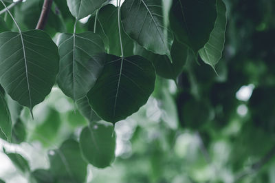 Low angle view of leaves growing on tree