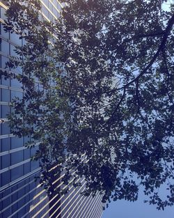 Low angle view of tree against sky