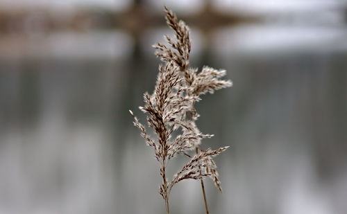 Close-up of wilted plant on field