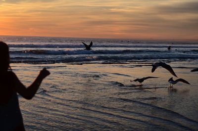 Silhouette birds flying over beach against sky during sunset