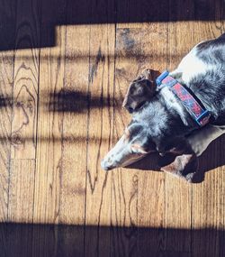 High angle view of dog lying on wooden floor