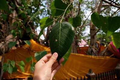 Close-up of hand holding leaf on tree