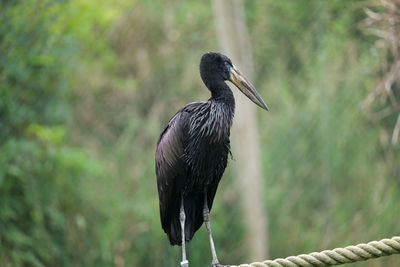 Close-up of gray heron perching on plant