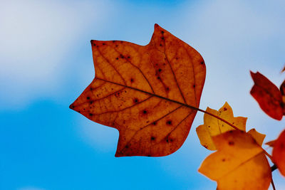 Low angle view of maple leaf against clear blue sky
