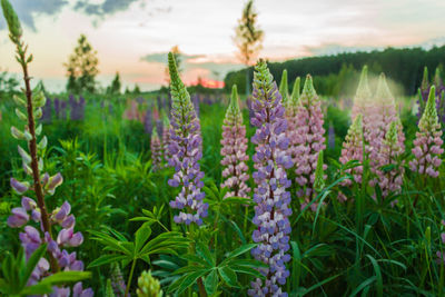 Close-up of purple flowering plants on field