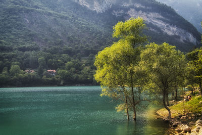 Trees by lake in forest