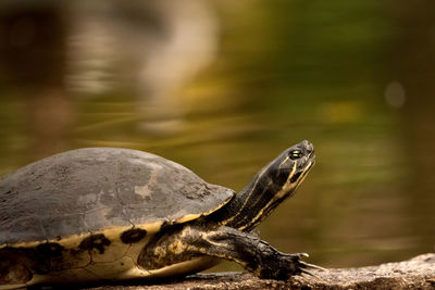 Close-up of tortoise by pond