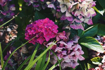 Close-up of pink flowering plant