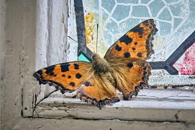 Butterfly on wall