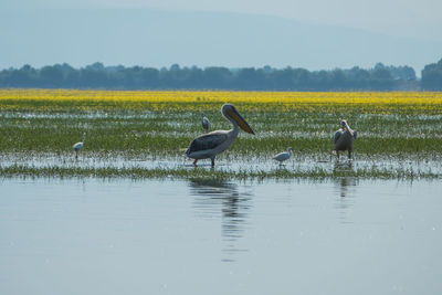 White pelican in a lake