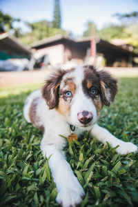 Close-up of dog on field