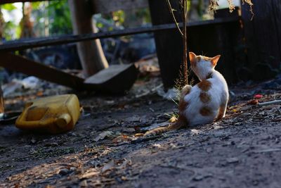 Cat lying in a city