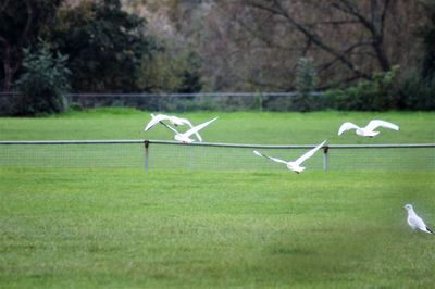 Bird flying over a field