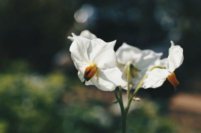 Close-up of flowers blooming outdoors