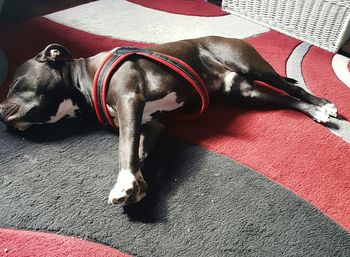 Close-up of dog sleeping on carpet