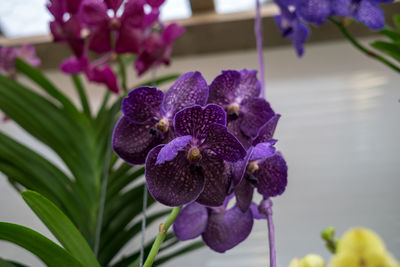 Close-up of purple flowering plant