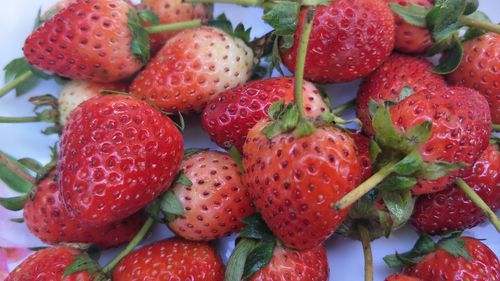 Close-up of strawberries