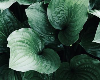 Full frame shot of leaves