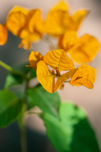 Close-up of insect on yellow flower