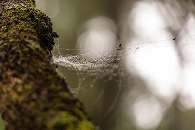 Close-up of spider web on water