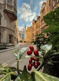 Red berries on plant in city against buildings