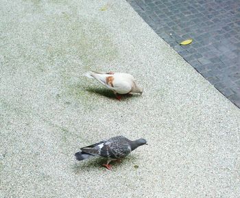 High angle view of bird