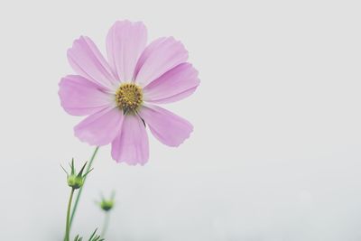 Close-up of cosmos flower against white background