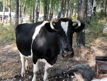 Close-up of cow standing against trees