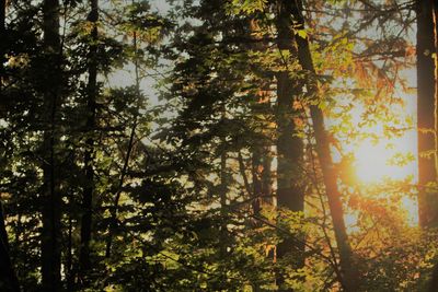 Trees in forest during autumn