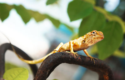 Close-up of a lizard on branch