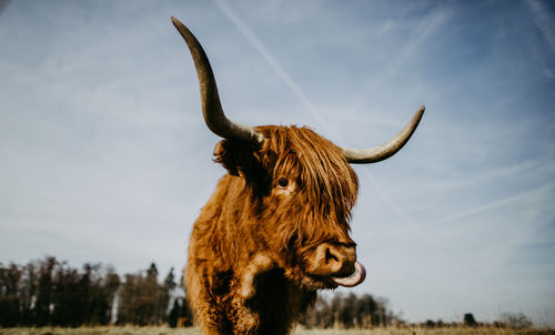 Scottish highland cattle standing on land against sky