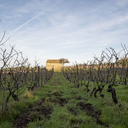agriculture