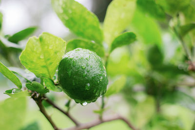 Close-up of fruit