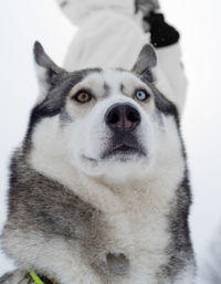 Close-up portrait of a dog