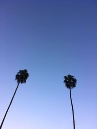 Low angle view of palm trees against blue sky