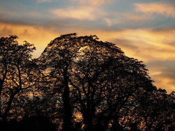 Low angle view of trees against cloudy sky