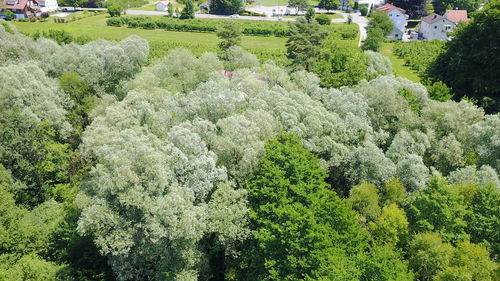 High angle view of plants growing on tree