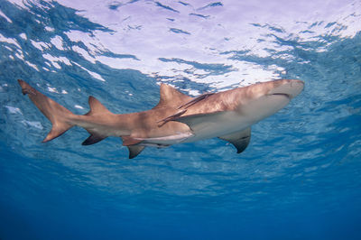 Fish swimming in sea