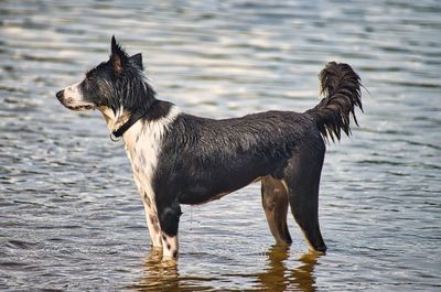 Side view of dog standing in water