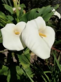 Close-up of white rose flower