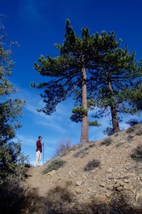 Silhouette of trees on landscape against blue sky