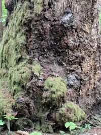 Close-up of moss growing on rock