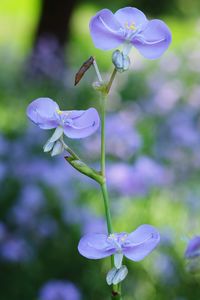 Close-up of purple flowering plant