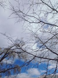 Low angle view of bare tree against sky