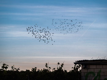 Low angle view of birds flying against sky