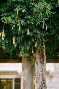 Close-up of ivy growing on tree trunk