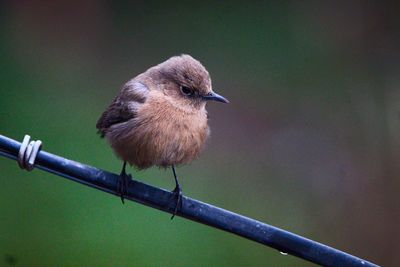 Close-up of bird perching on fence