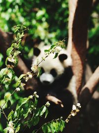 Close-up of lizard on tree