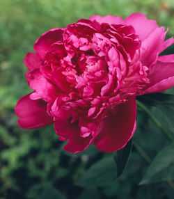 Close-up of pink rose blooming outdoors