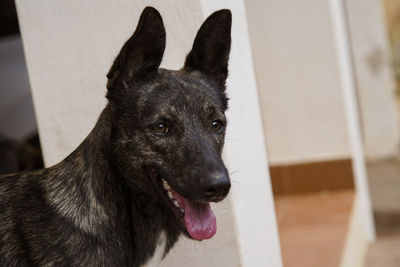 Close-up of dog looking at home